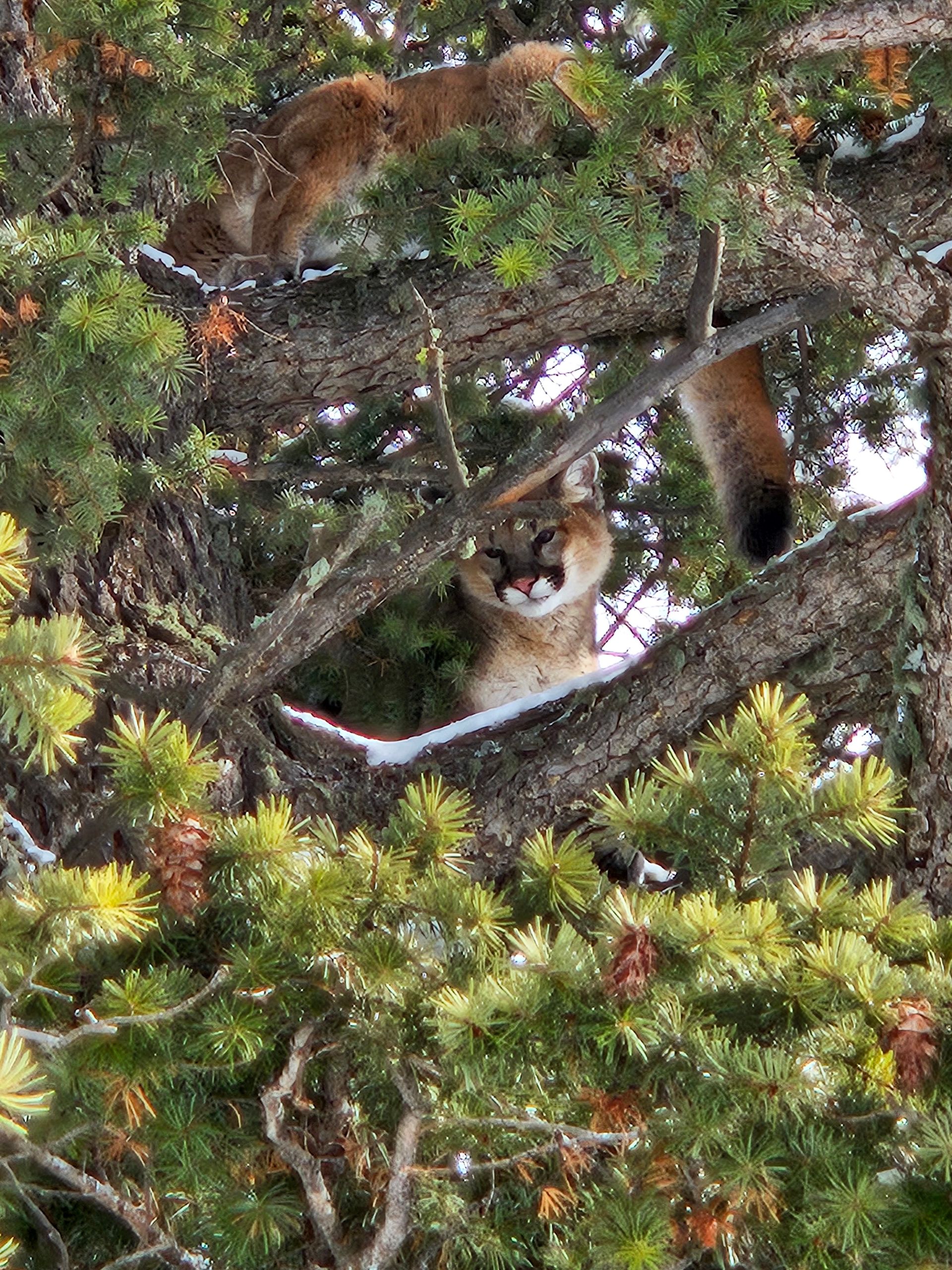 A mountain lion is sitting in a tree looking at the camera