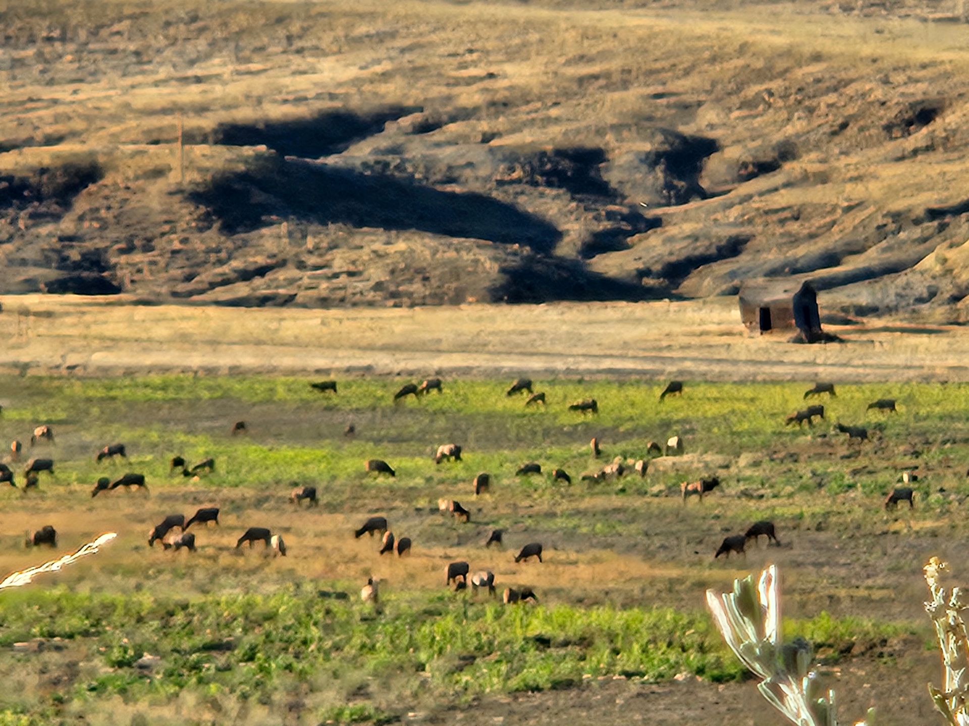 A herd of antelope grazing in a field with mountains in the background
