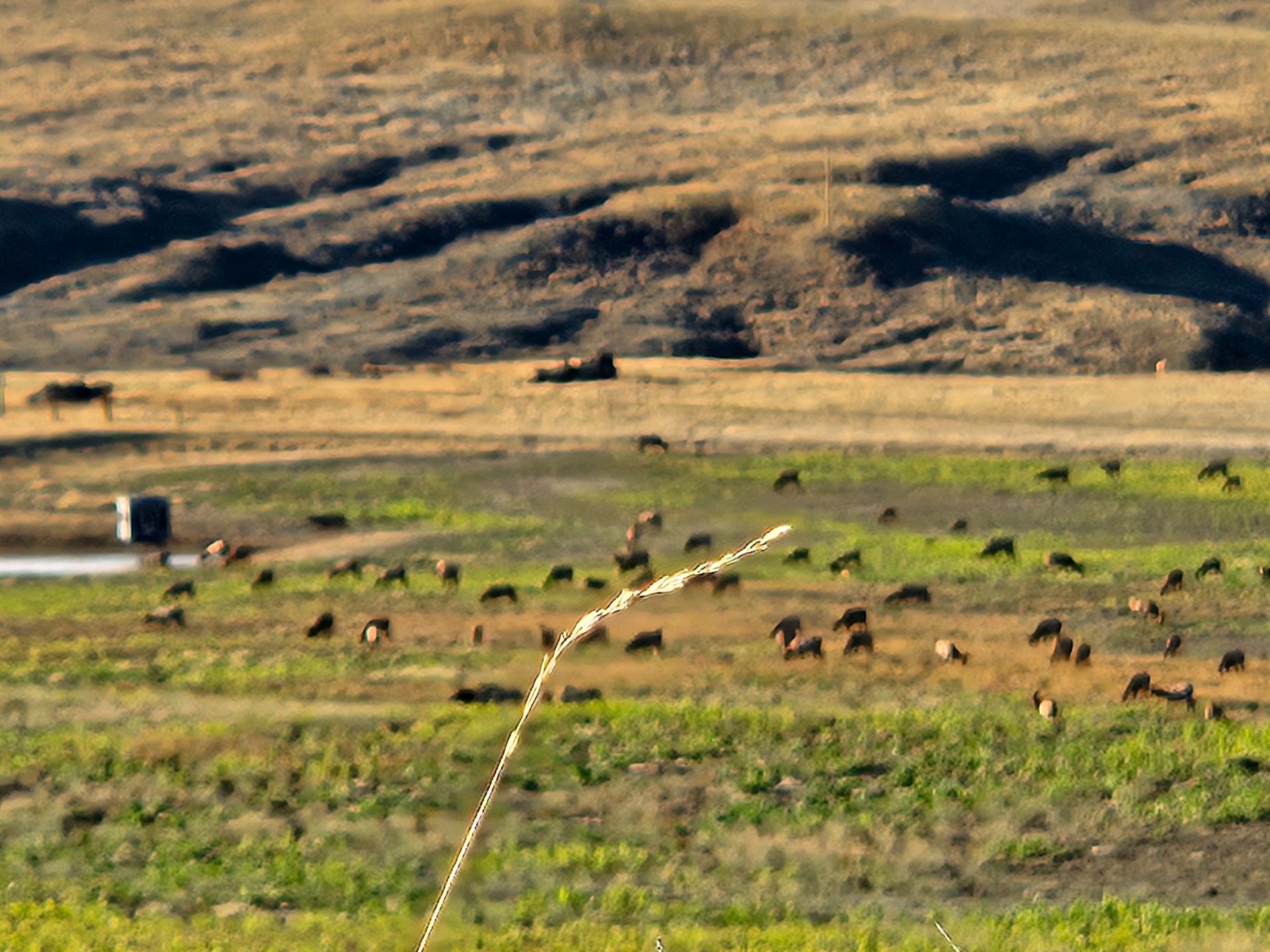 A field of antelope with mountains in the background.