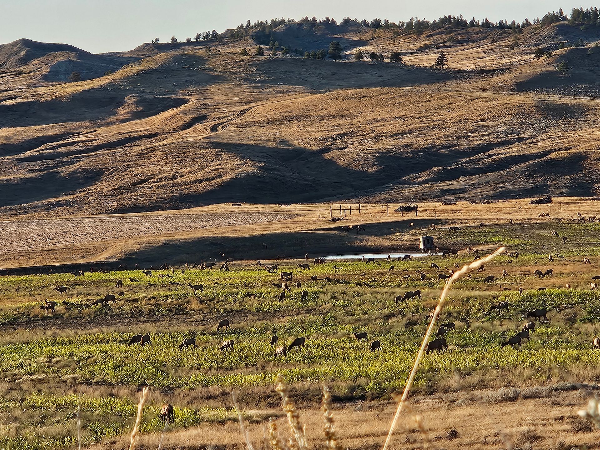 A field of antelope with a lot of grass and mountains in the background
