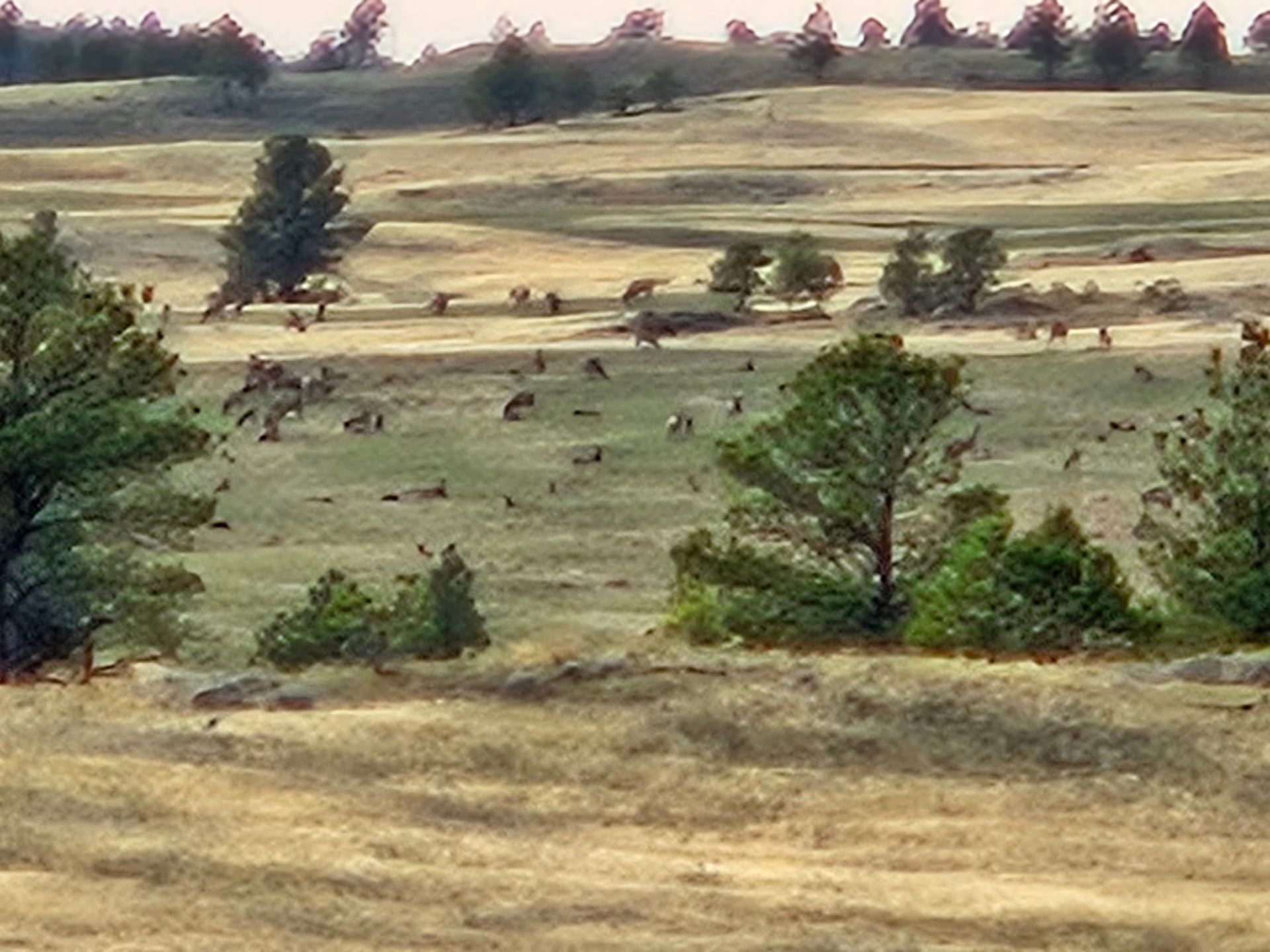 A field of dry grass with trees in the foreground