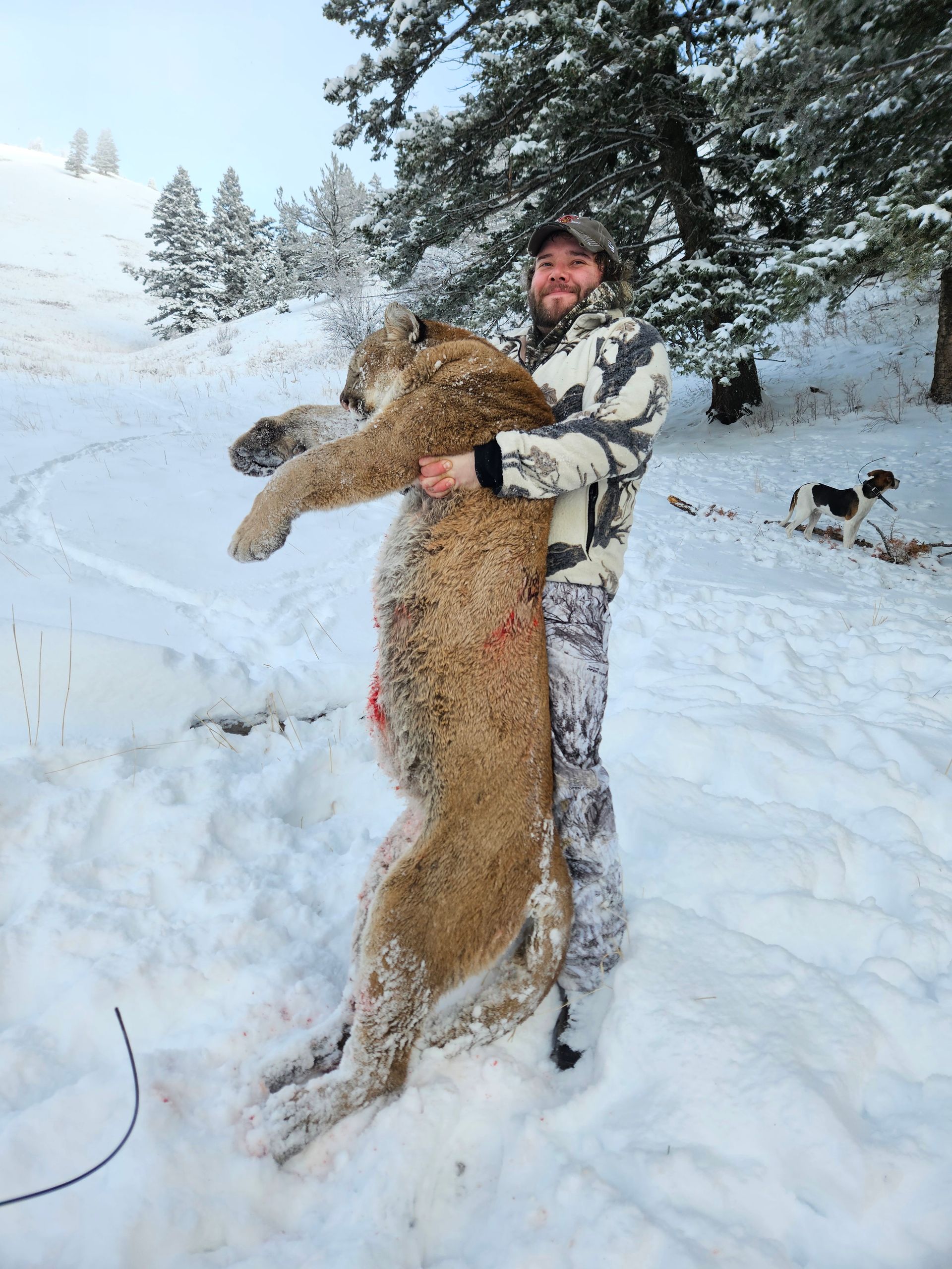 A man is holding a large mountain lion in the snow.