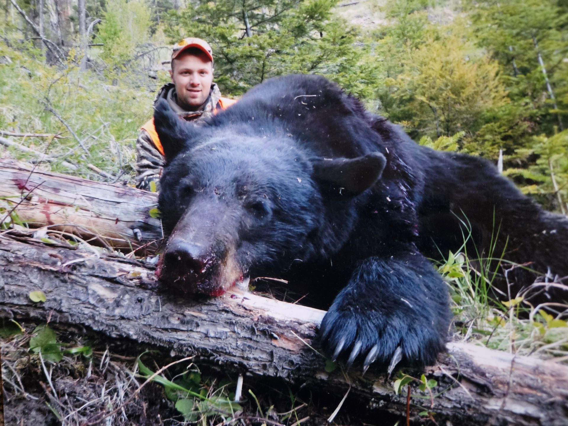 A man is standing next to a black bear laying on a log