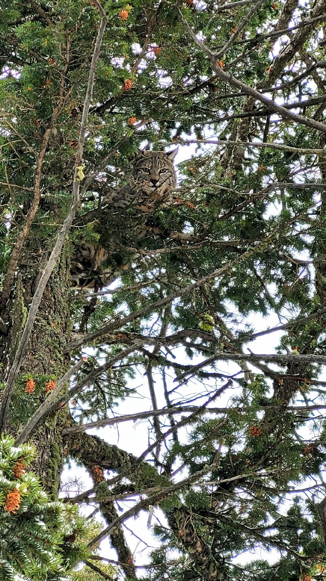 A mountain lion is sitting on top of a tree branch.