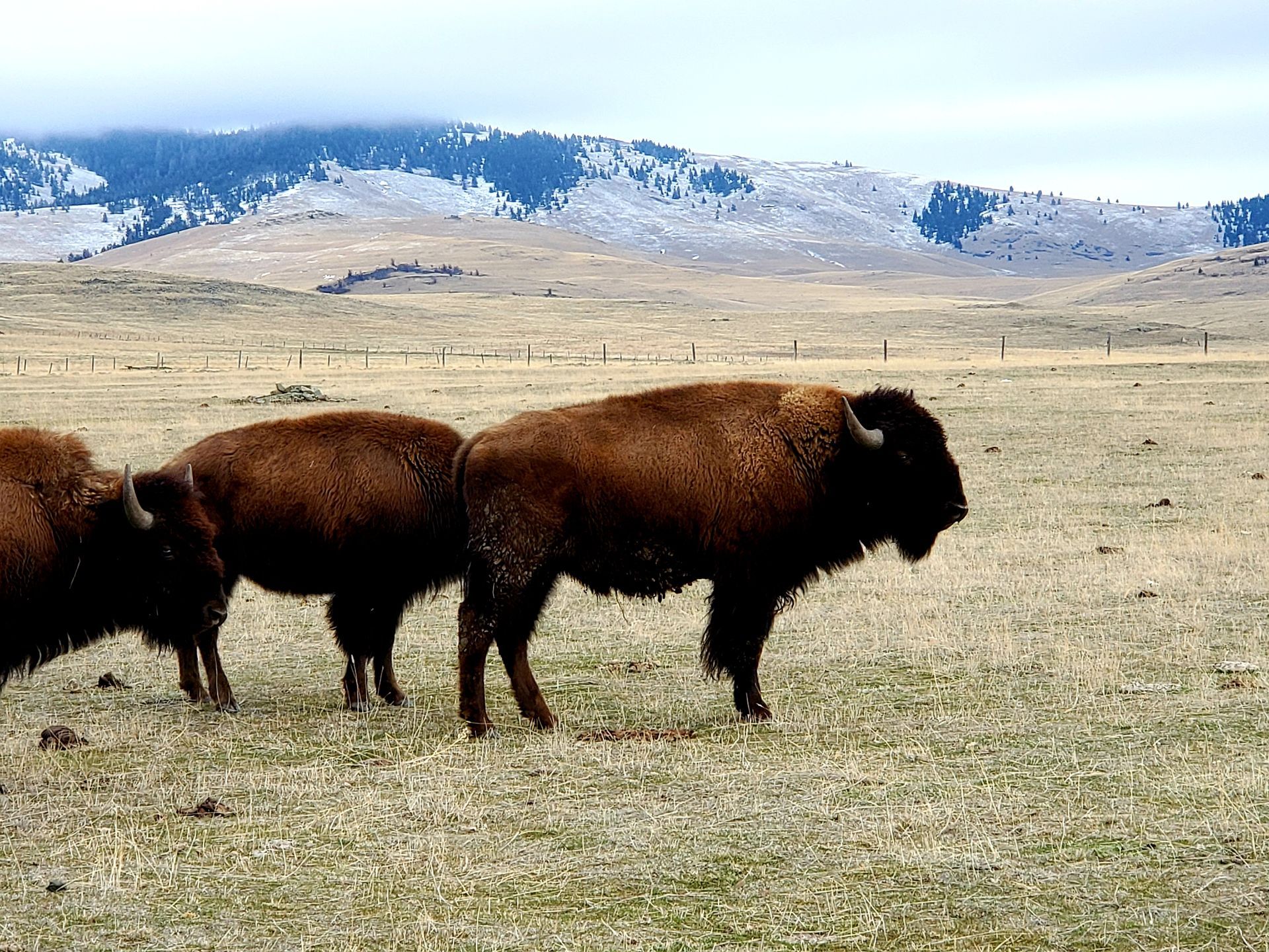 A herd of bison standing in a field with mountains in the background