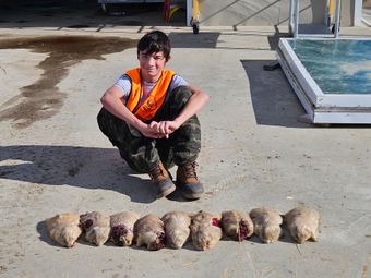 Armadillo Hunting