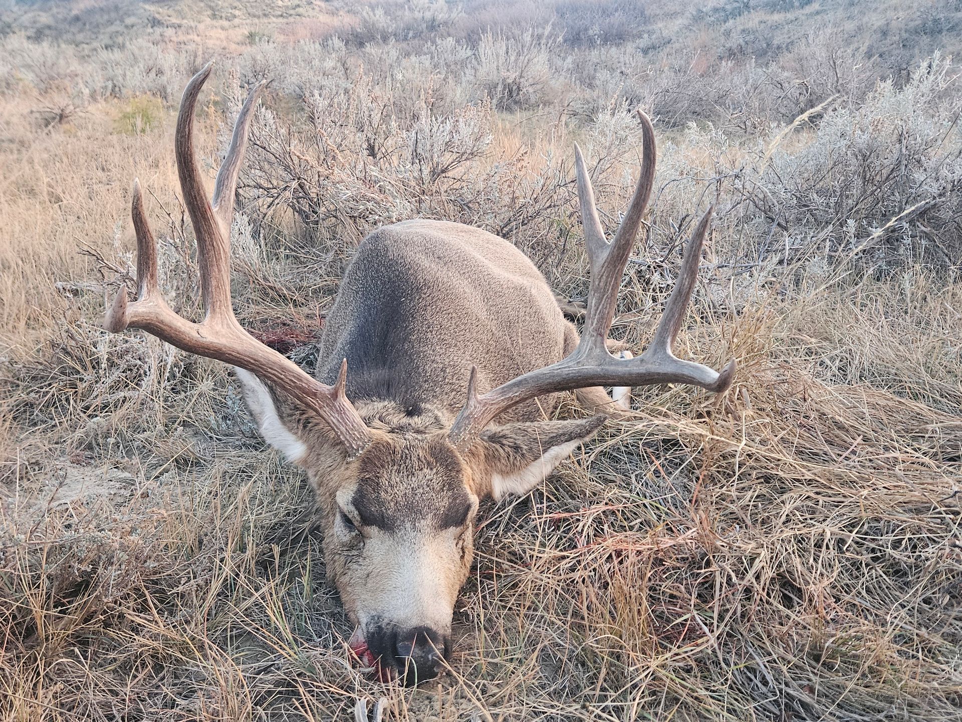 A dead deer in a field