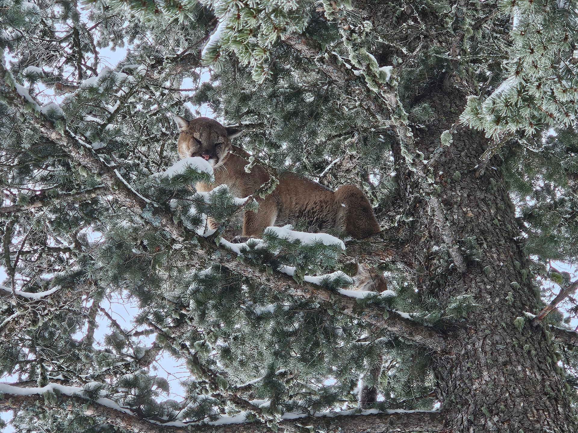 A cat is sitting on top of a snow covered tree.