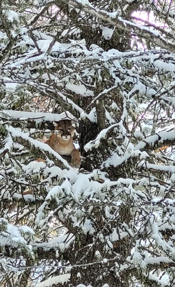 A mountain lion is sitting in a snow covered tree.