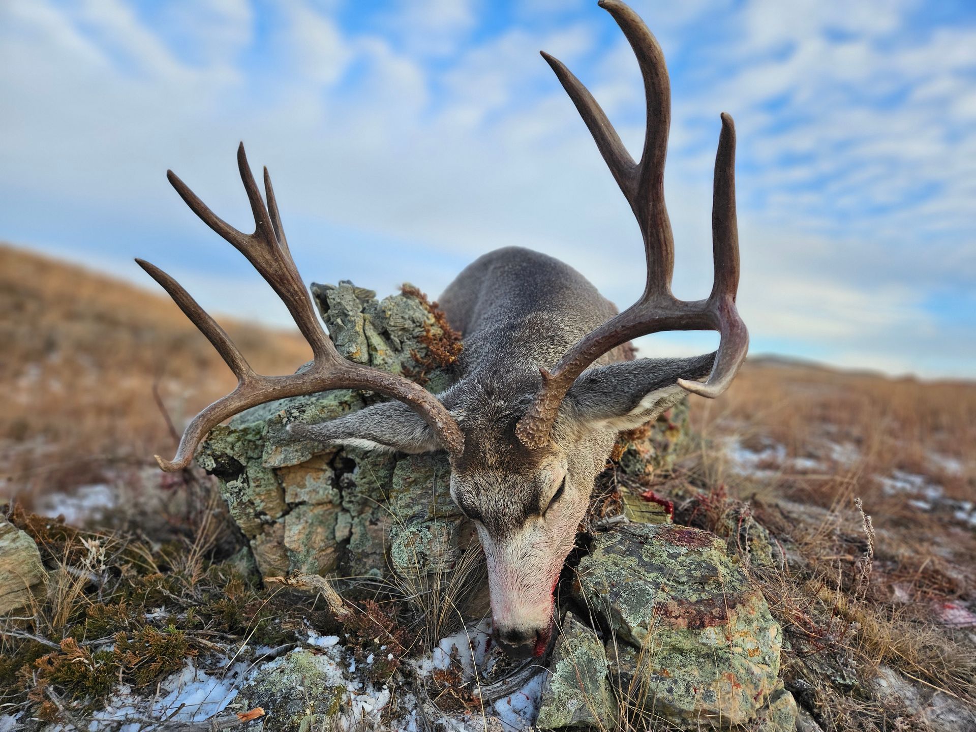A dead deer laid over a rock