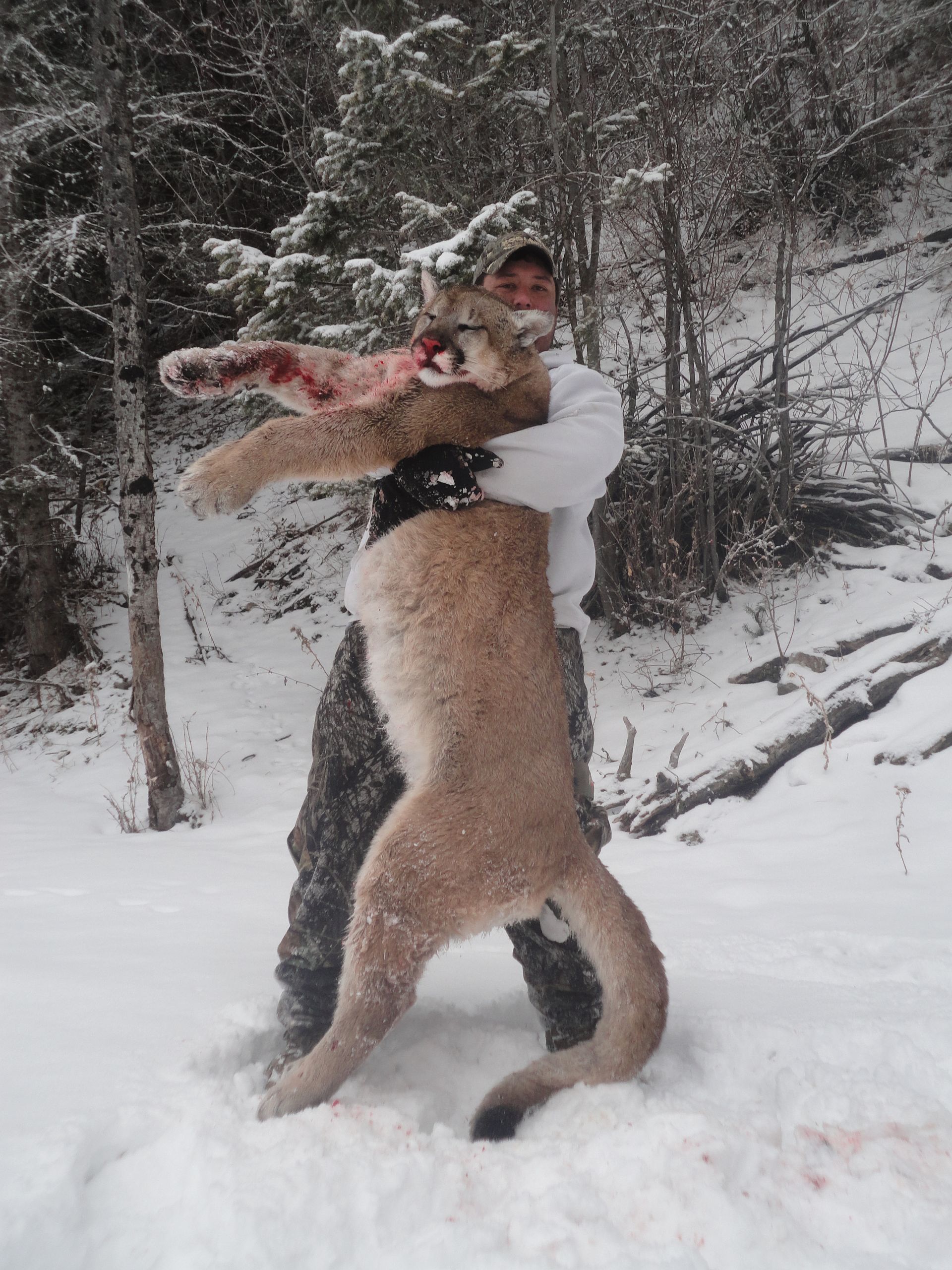 A man is holding a mountain lion in the snow