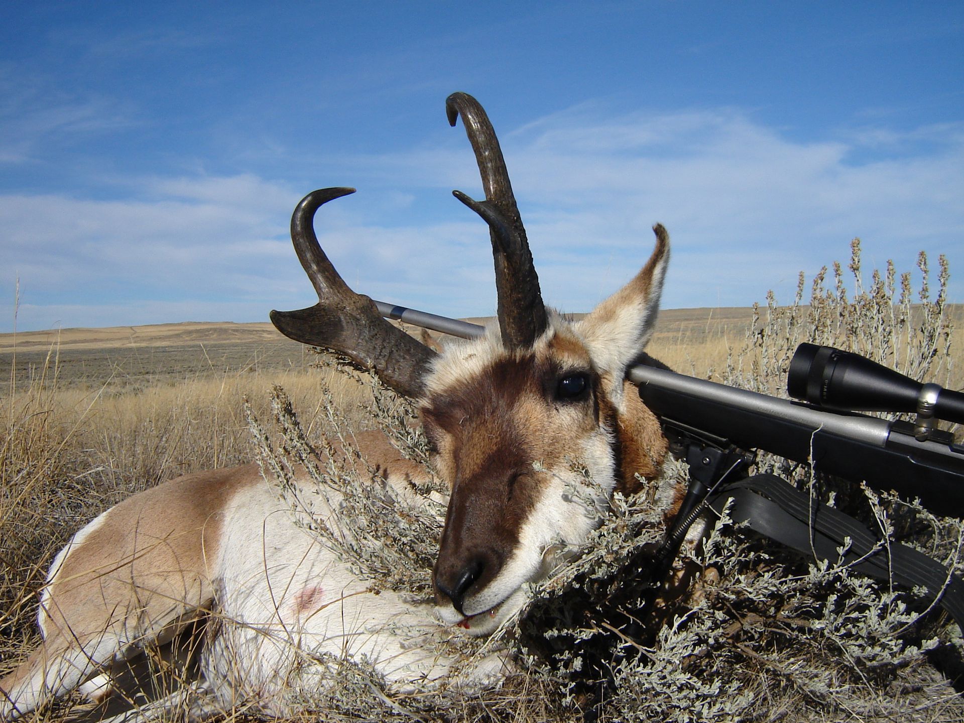 Antelope Hunts