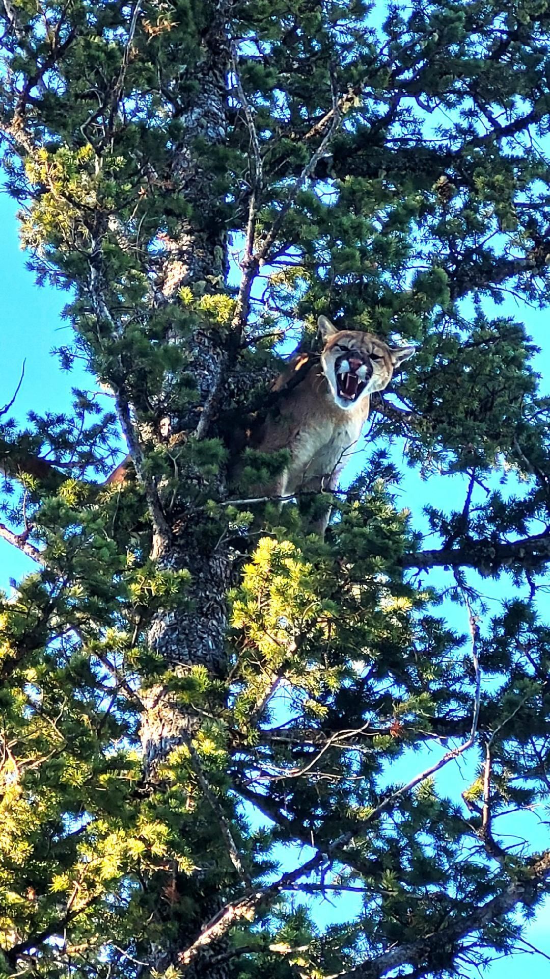 A mountian lion is sitting on top of a tree with its mouth open.