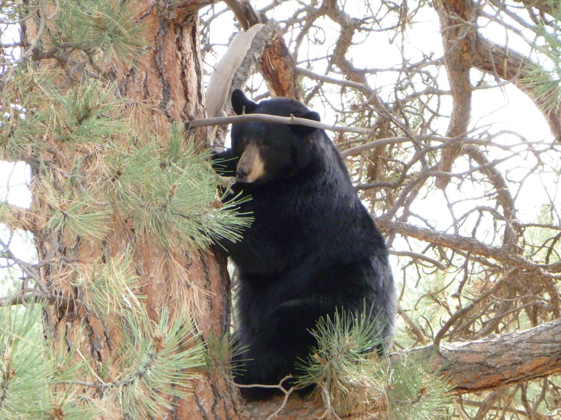 A black bear is sitting on top of a pine tree.