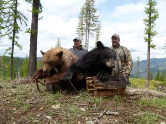 Bear Hunting