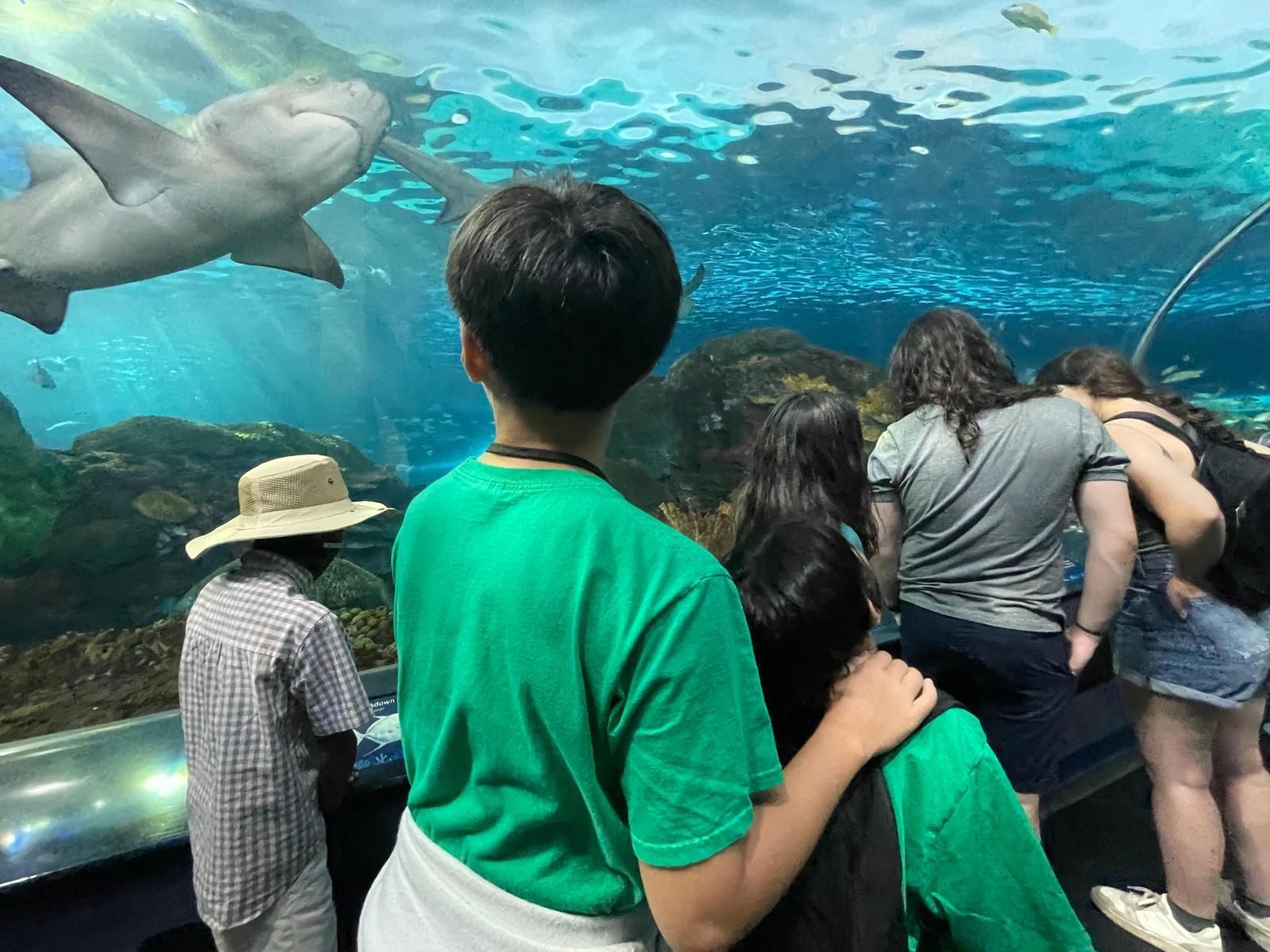 People watching sharks in an aquarium. Two sharks swim near a large window. Others are visible.