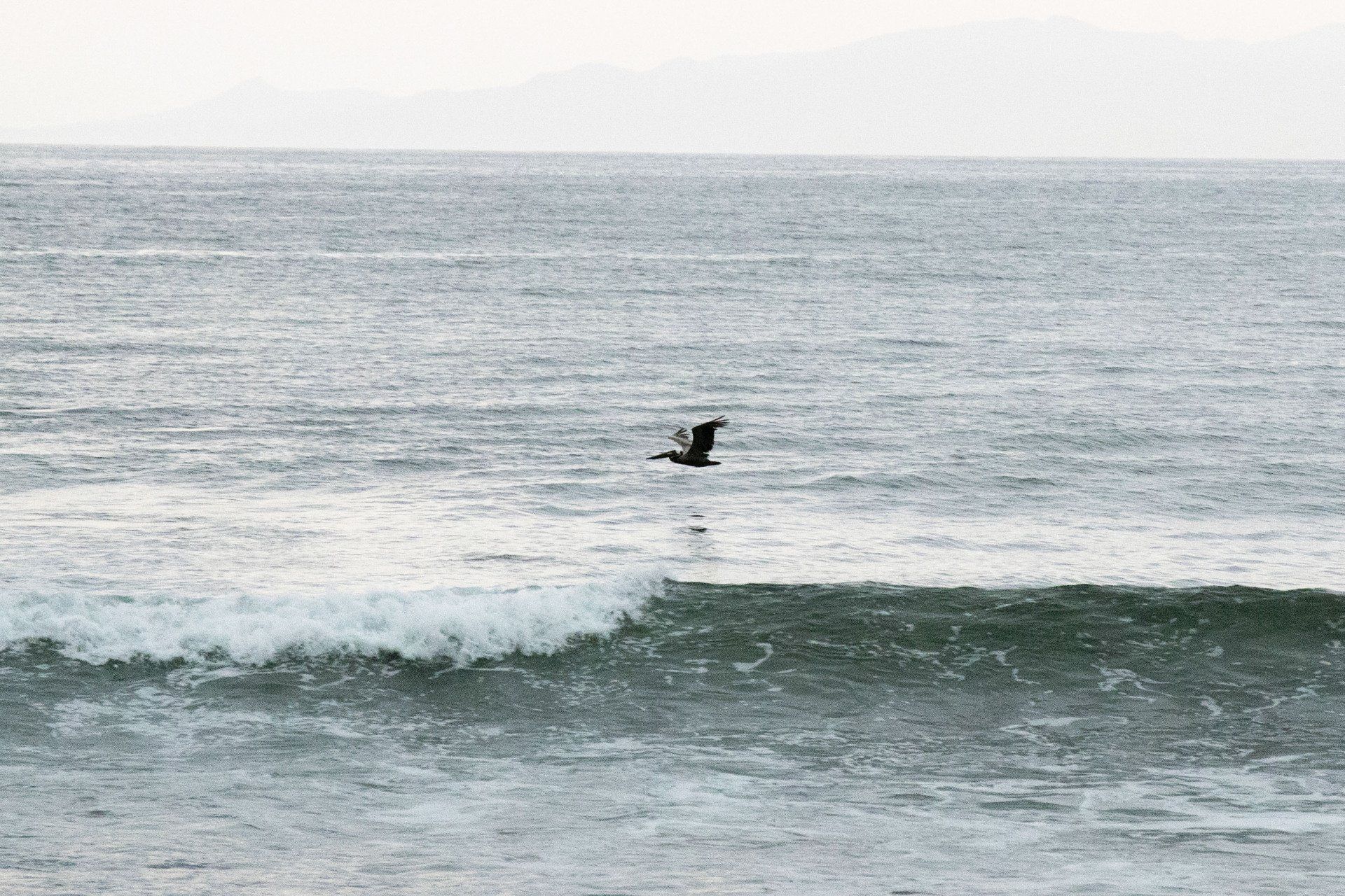 Un pájaro está volando sobre una ola en el océano.