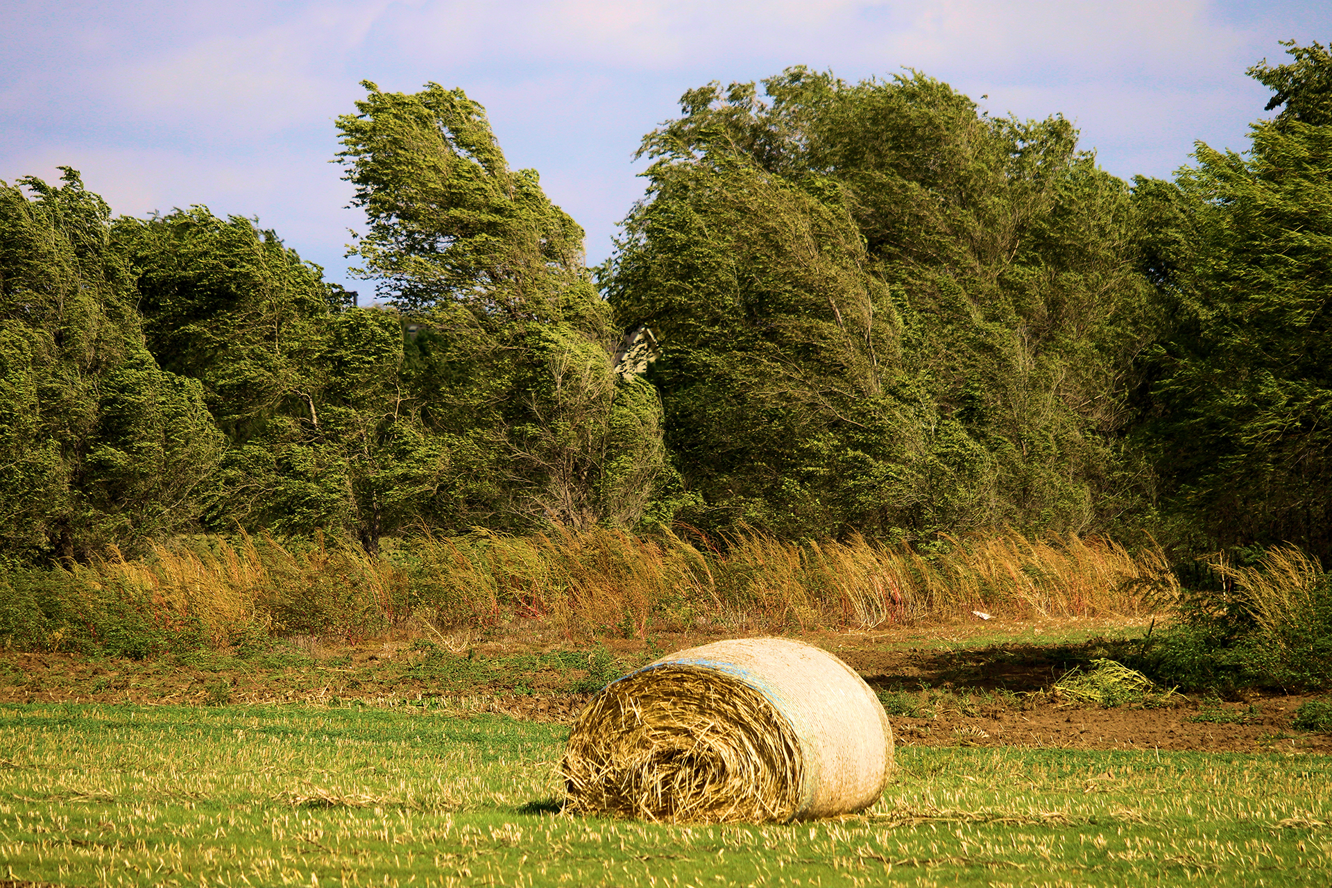 Hay bale in a field, with trees in the background. Green and brown colors dominate. Cloudy sky.