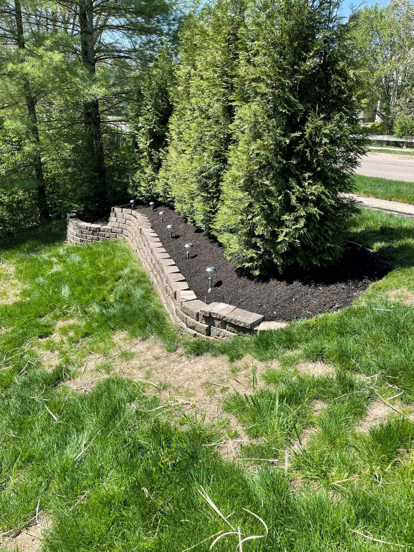 Raised garden bed with tall green shrubs, black mulch, and a stone border in a sunny yard