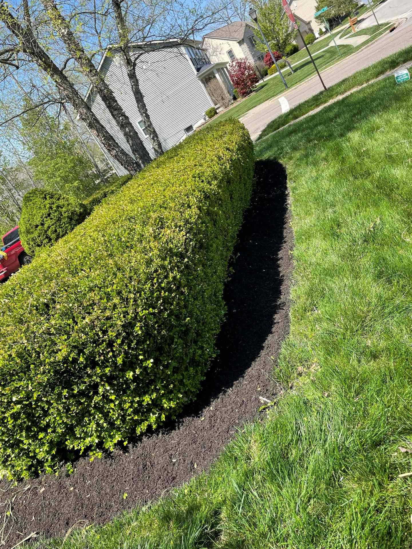 Trimmed green hedge bordering a lawn beside a house under a bright blue sky