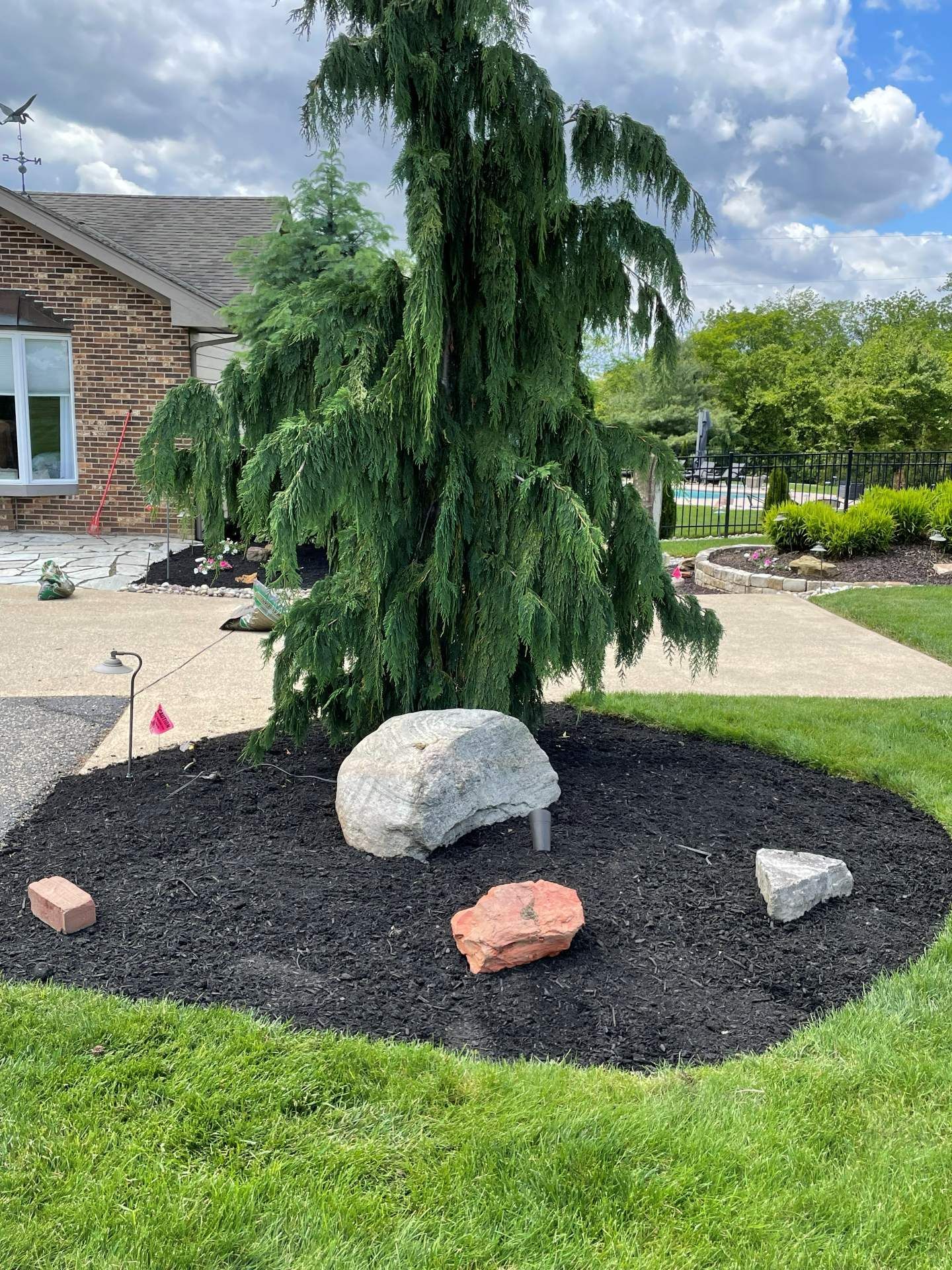 Small evergreen tree in a black-mulched landscape bed with decorative rocks beside a house and lawn