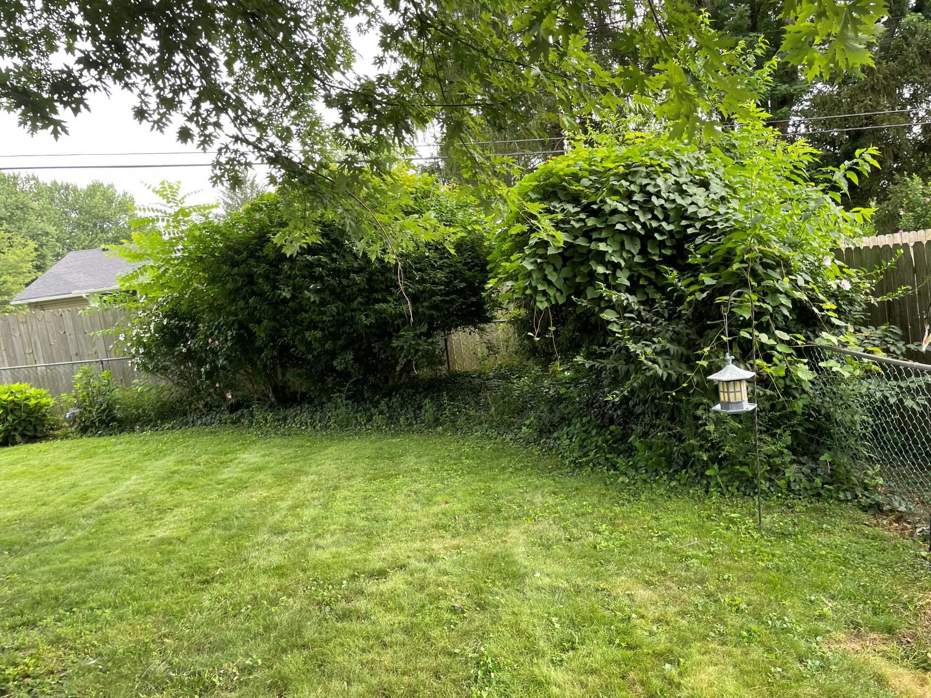 Grassy backyard with dense green shrubs, a fence, and a white bird feeder among trees and overgrown plants