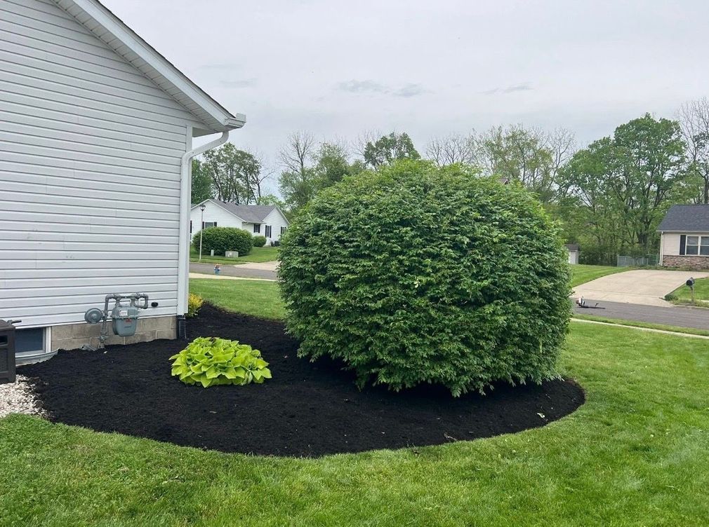 Front yard landscaping with a large round shrub, small green plant, and dark mulch beside a white house.