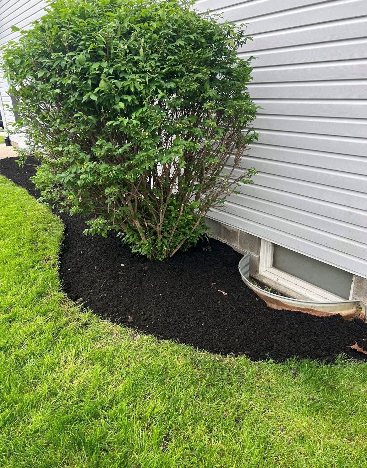Shrub beside a house foundation, surrounded by fresh black mulch and green lawn.