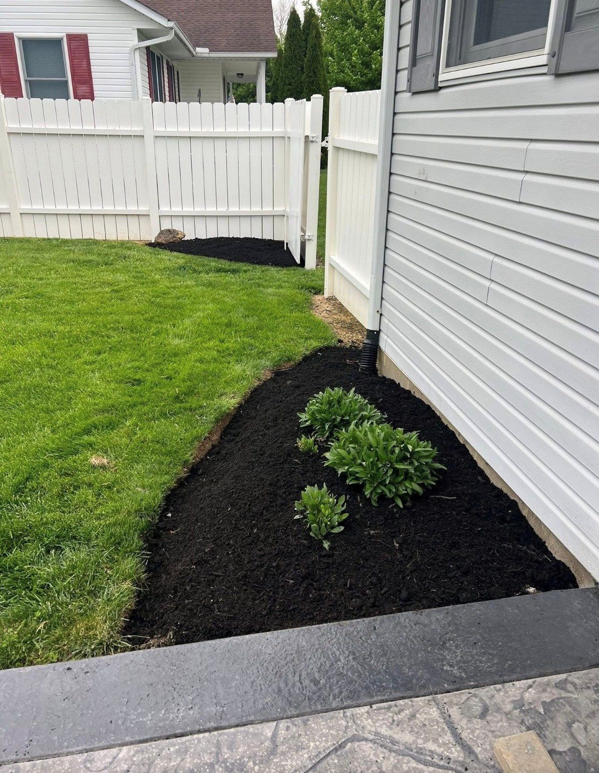 Mulched garden bed with small shrubs beside a white house and fence, next to a green lawn