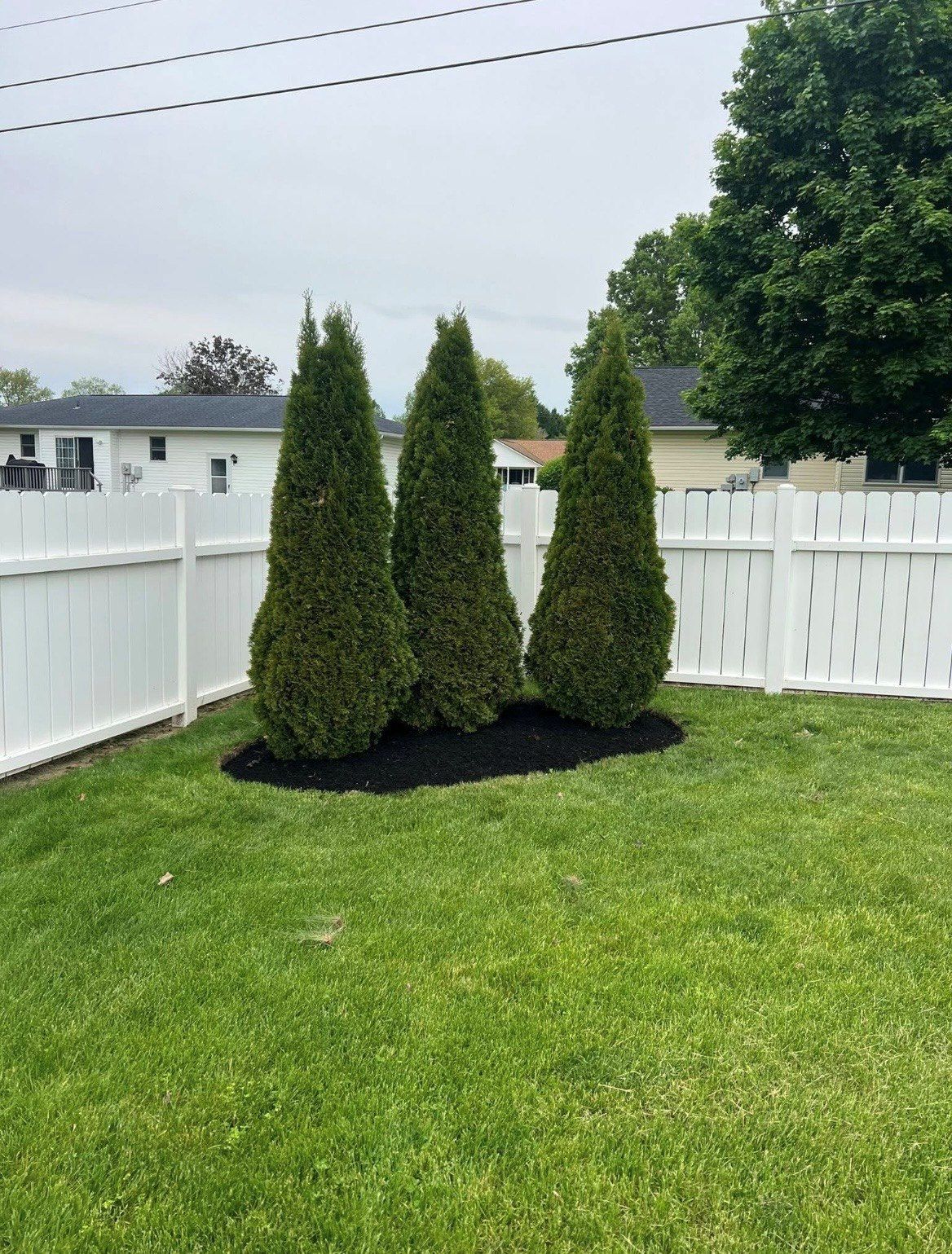 Three tall evergreen shrubs in a backyard beside a white fence and green lawn