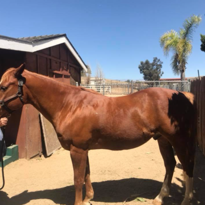 A person standing next to a brown horse