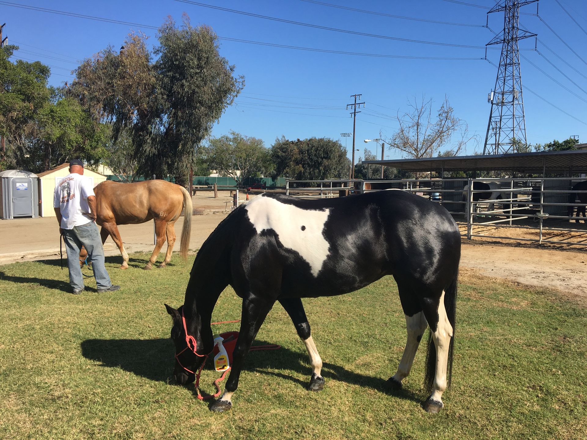 A black and white horse grazing in a field