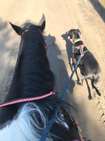 A dog is walking next to a horse on a leash.