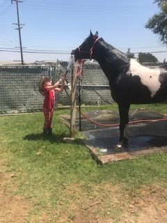 A little girl is washing a black and white horse with a hose.
