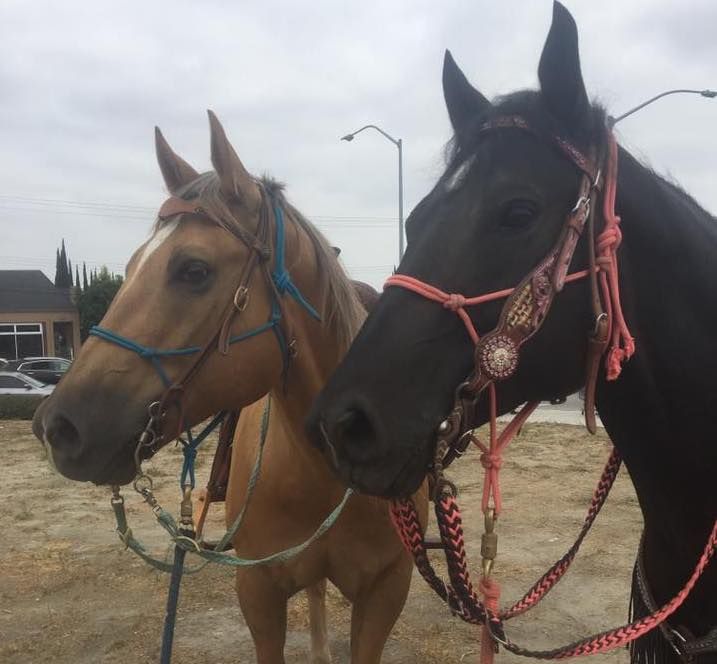 Two horses standing next to each other with bridles on