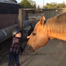 A little boy is standing next to a large brown horse.