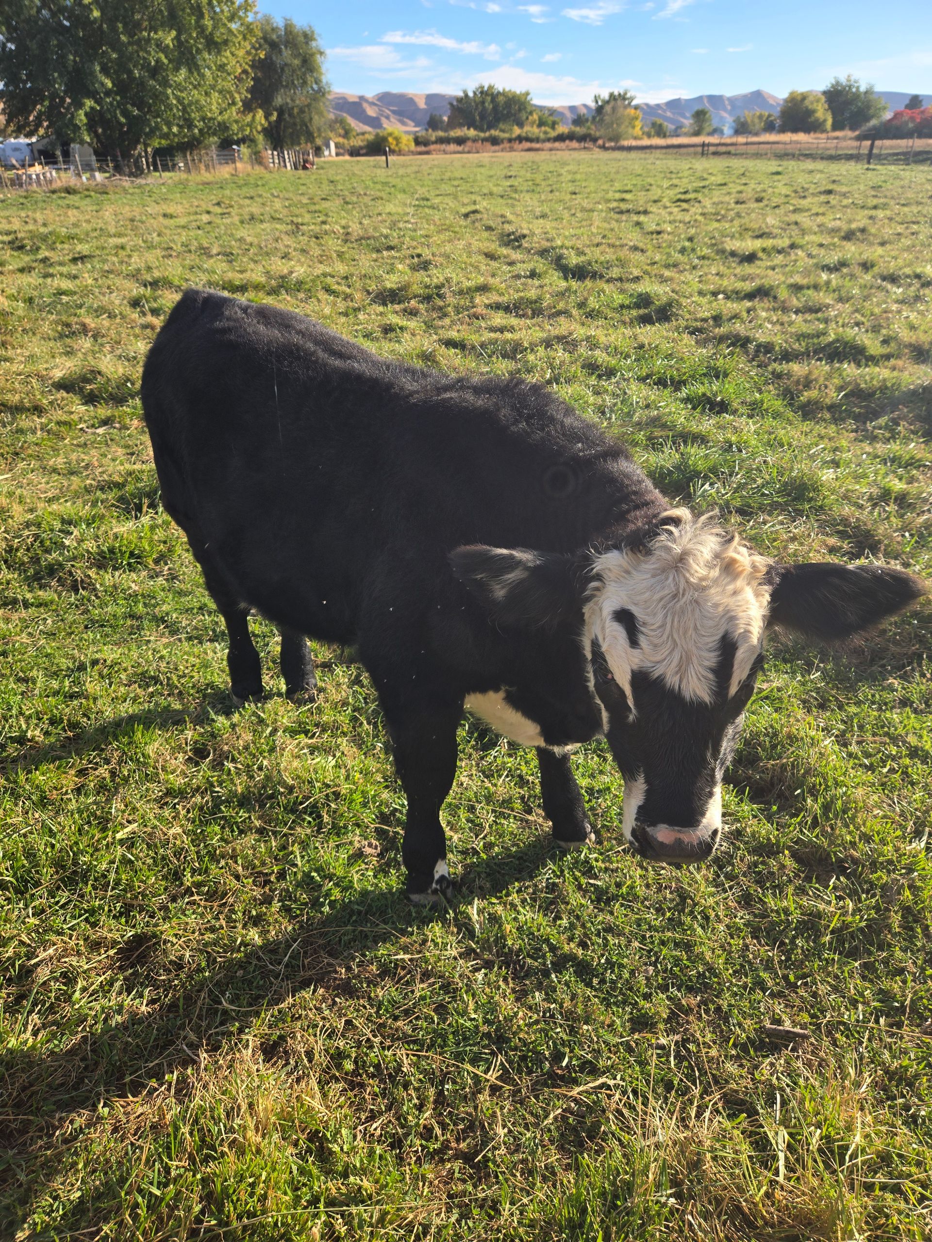 Black and white cow grazing in a green pasture with a blue sky background.
