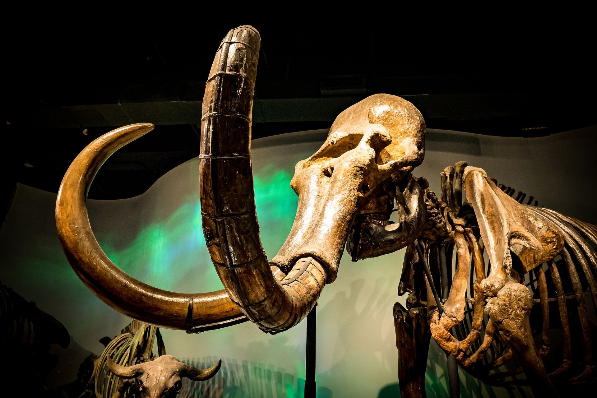 Woolly mammoth skeleton display with large curved tusks in a museum exhibit