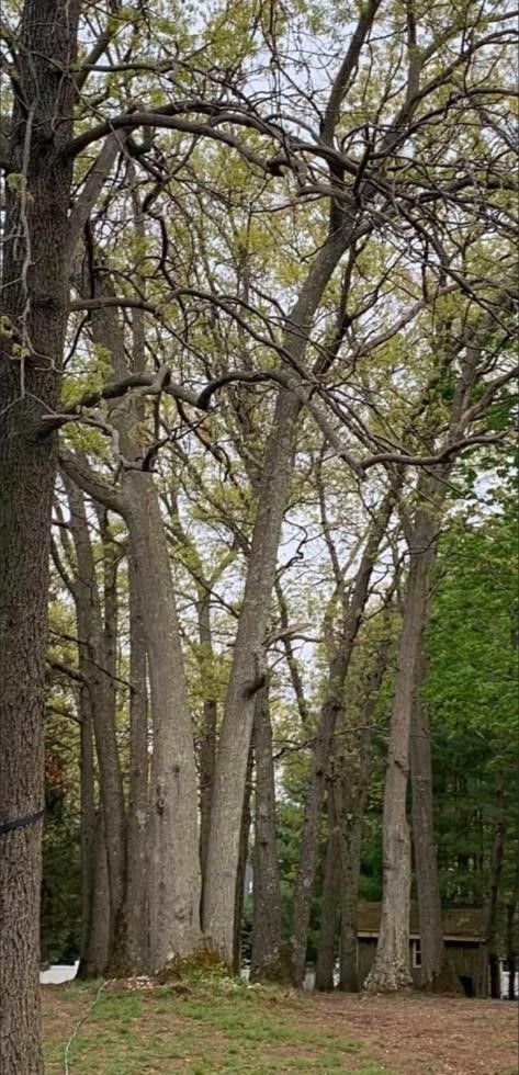 Tall trees with bare branches and fresh green leaves in a wooded park setting