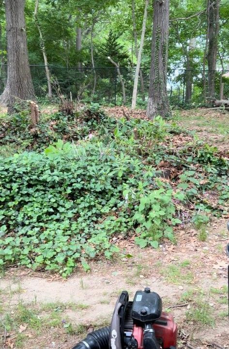 Wooded backyard with dense green groundcover and a red-and-black leaf blower at the bottom edge