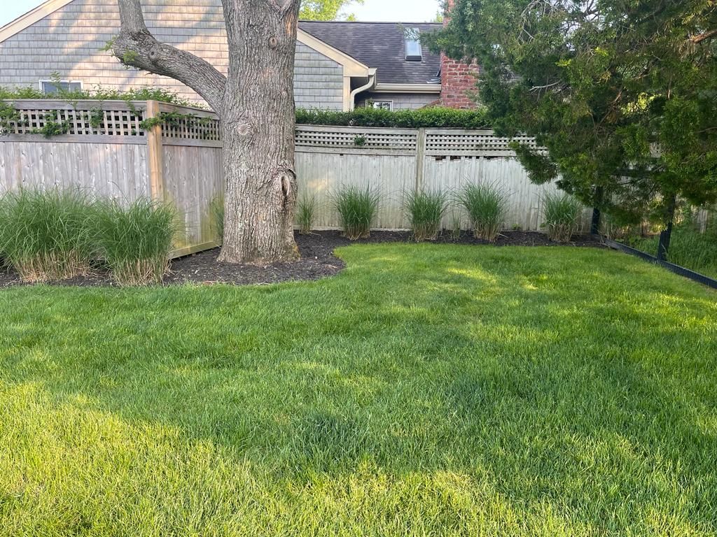 Backyard lawn with a large tree, wooden fence, and houses in the background