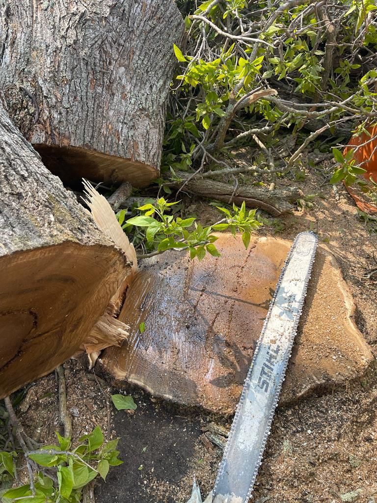 Close-up of stacked rocks and a measuring stick beside a small leafy sapling outdoors