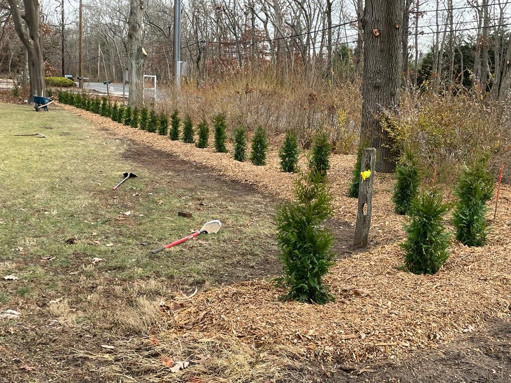 Rows of small evergreen shrubs planted along a wooded park edge in early spring.