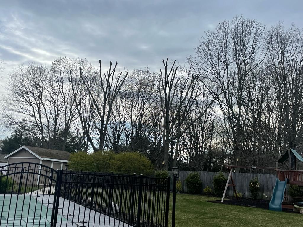 Backyard with leafless trees, black fence, and a children's swing set under a cloudy sky.