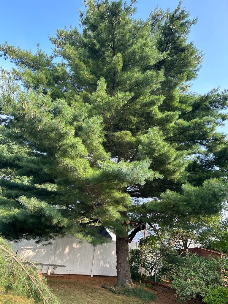 Tall evergreen tree in a yard beside a white building under a blue sky.