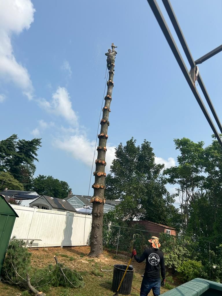 A tall, bare tree trunk against a blue sky, with a worker standing below near buildings and greenery.