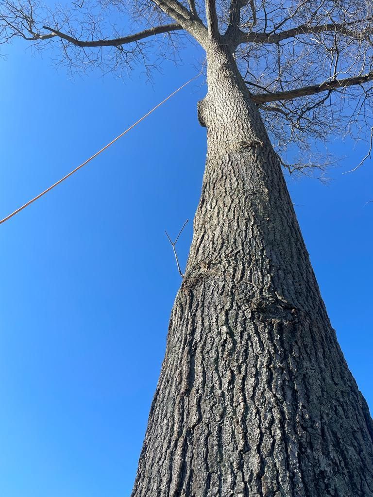 Looking up a tall leafless tree trunk against a clear blue sky