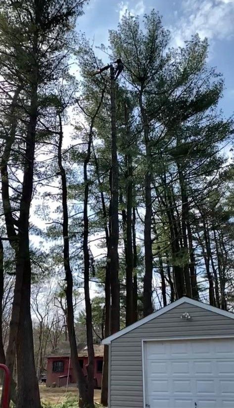 Tall pine trees behind a house with a white garage and blue sky with clouds