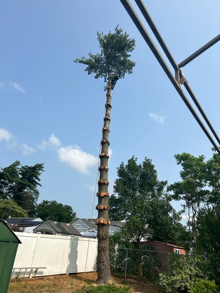 Tall, pruned tree trunk with leafy top in a yard beside power lines and buildings under a blue sky