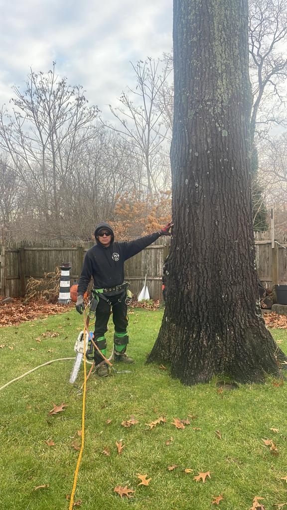Person in black jacket stands beside a large tree in a grassy yard with survey equipment.